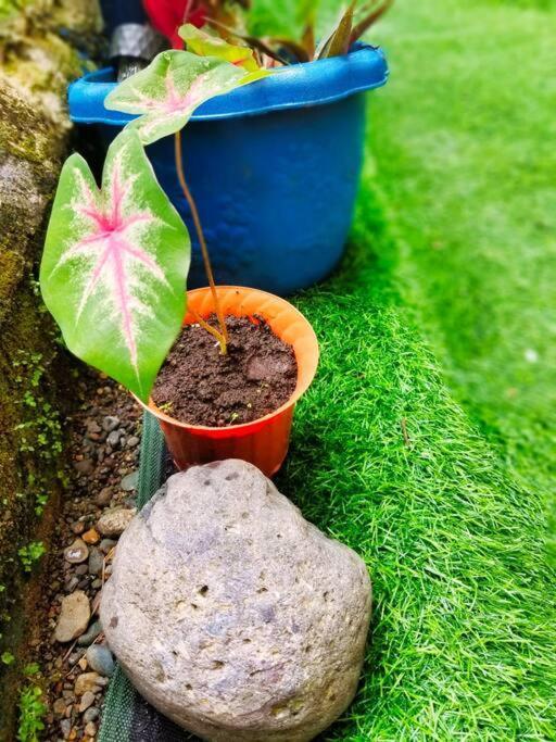 Poetry Garden Bocas Town Colon Island Vila Exterior foto